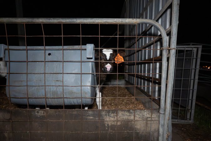 Female calves