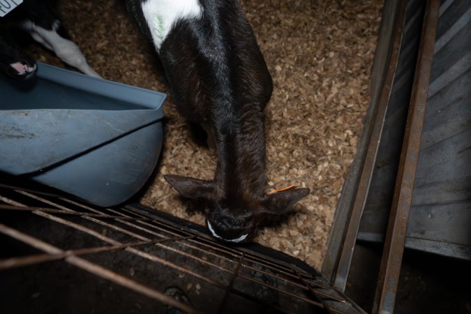 Female calves