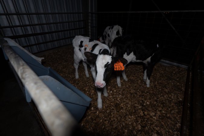 Female calves