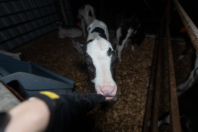 Female calves