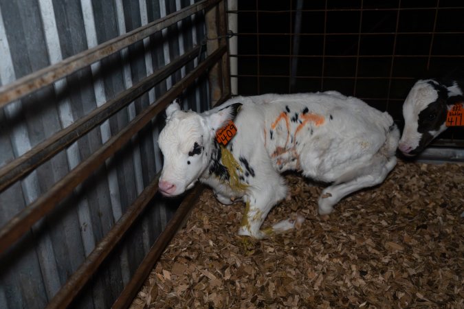 Calf covered in diarrhoea