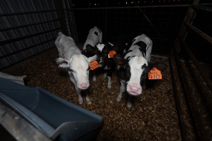 Female calves