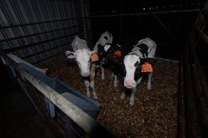 Female calves