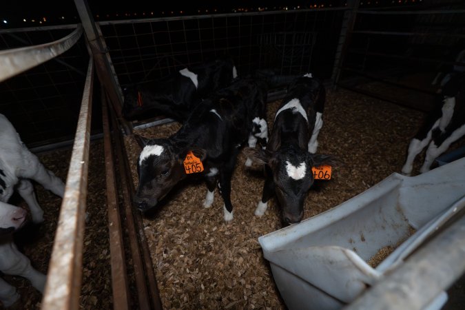 Female calves