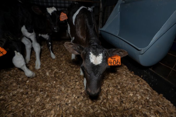 Calf with eartag