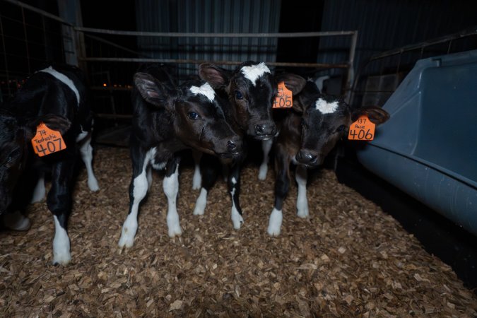 Female calves