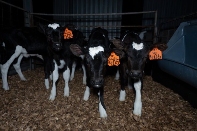 Female calves