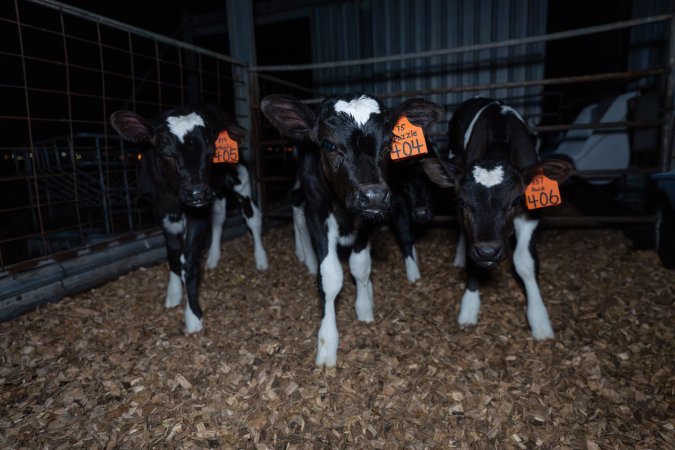 Female calves