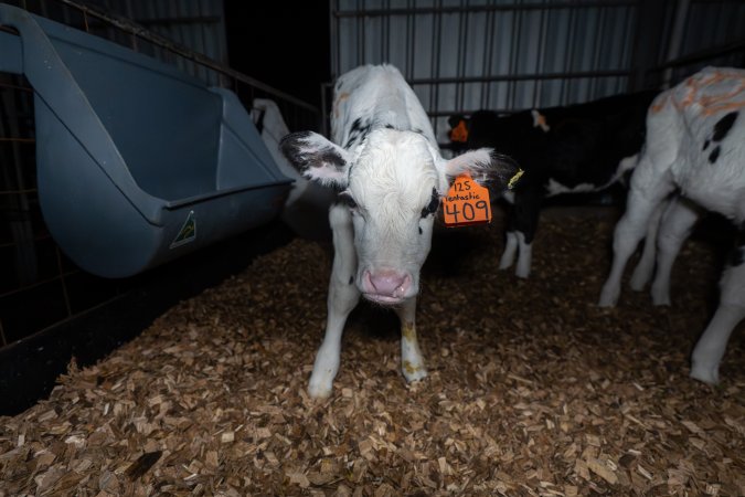 White calf