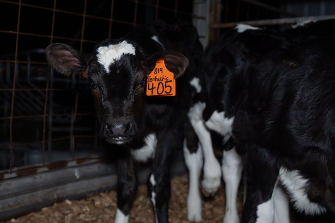 Calf with eartag