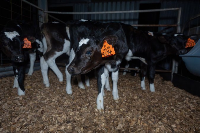 Calf with eartag