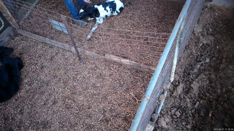 Newborn calf
