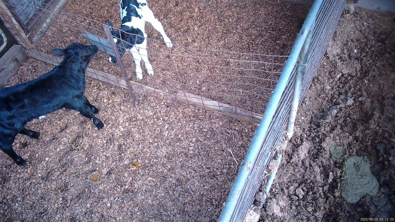 Calves in holding pens