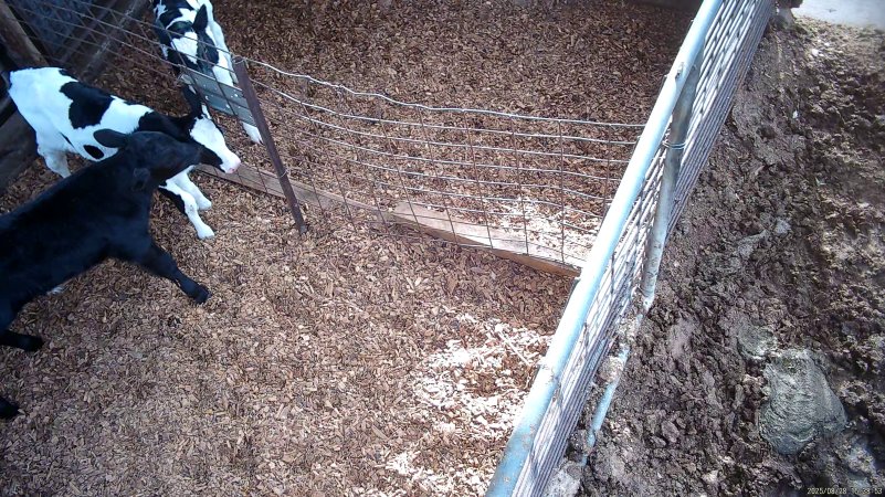 Calves in holding pens
