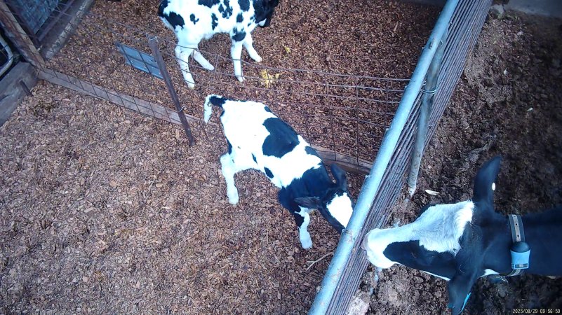 Mother cow look in at calves