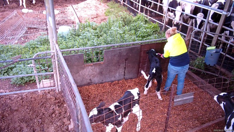Ear tagging calves