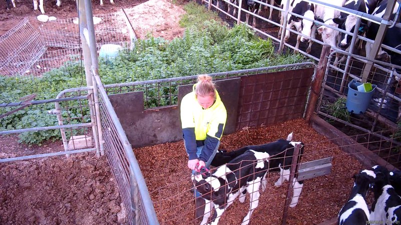 Ear tagging calves