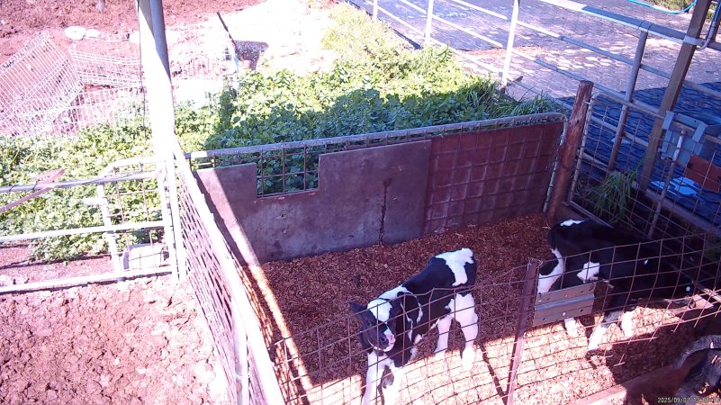 Calf in pen