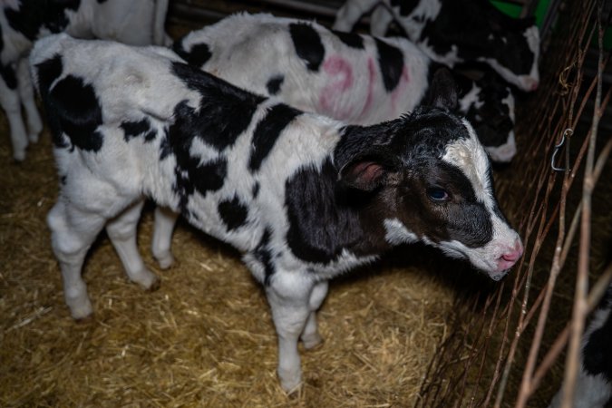 Calves in calf shed.