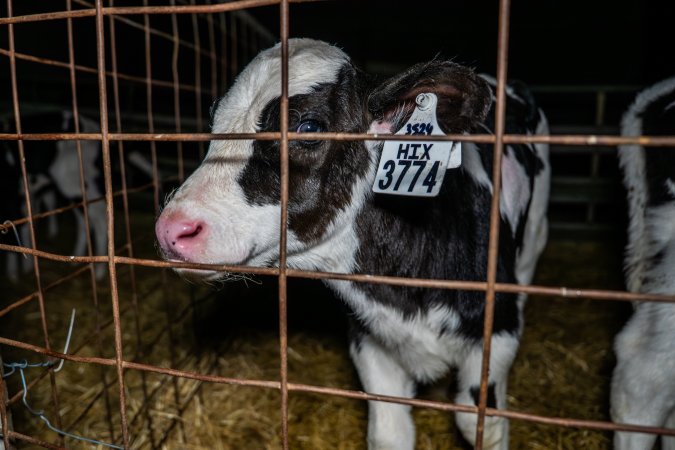 Calf calling out