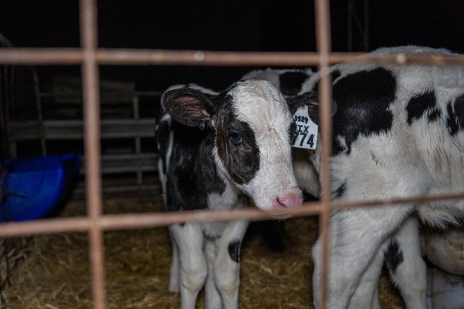Calves in calf shed.
