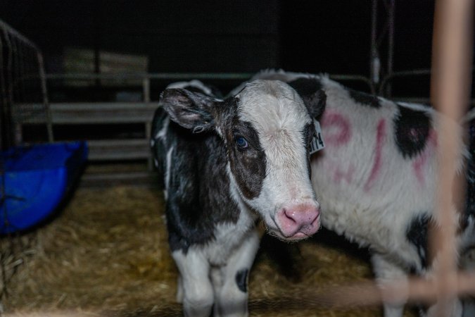 Calves in calf shed.