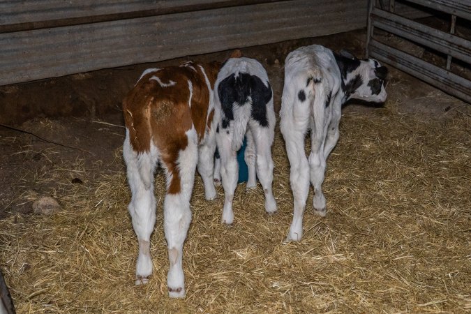 Calves in calf shed.