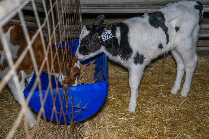 Calves in calf shed.