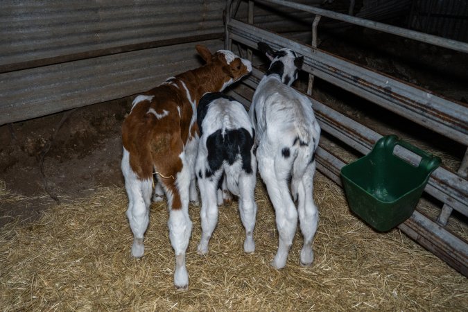 Calves in calf shed.