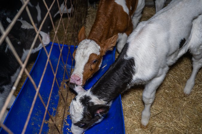 Calves in calf shed.