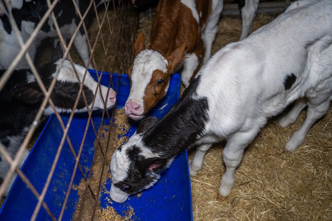 Calves in calf shed.