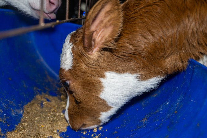 Calves in calf shed.