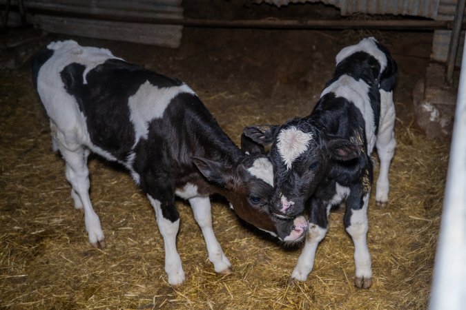 Calves in calf shed.