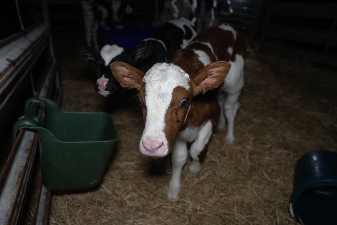 Calves in calf shed.