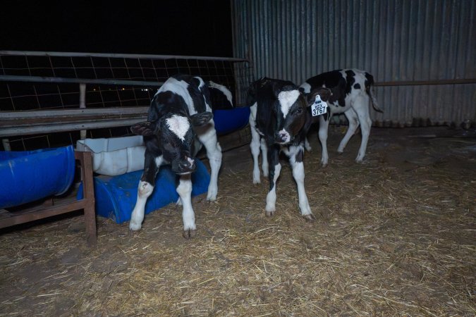 Calves in calf shed.