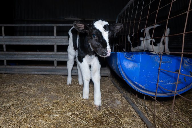 Calves in calf shed.