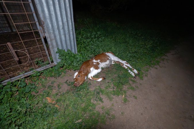 Dead calf