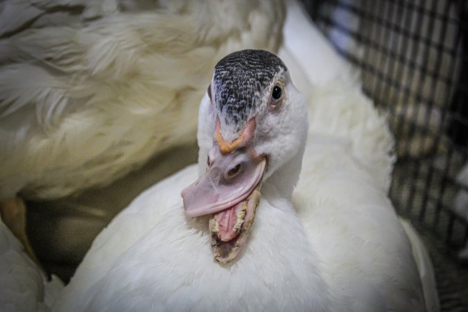 Pepe's Poultry Market