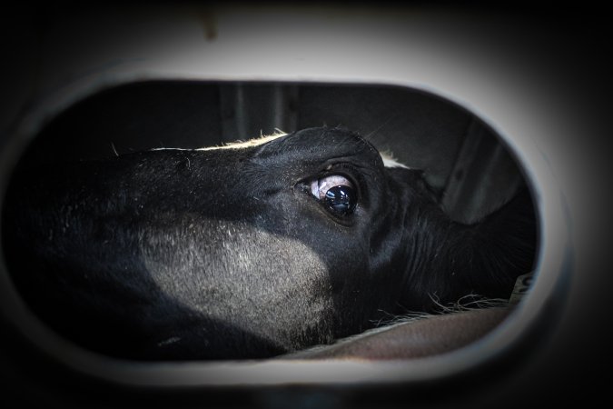 American Halal Meats