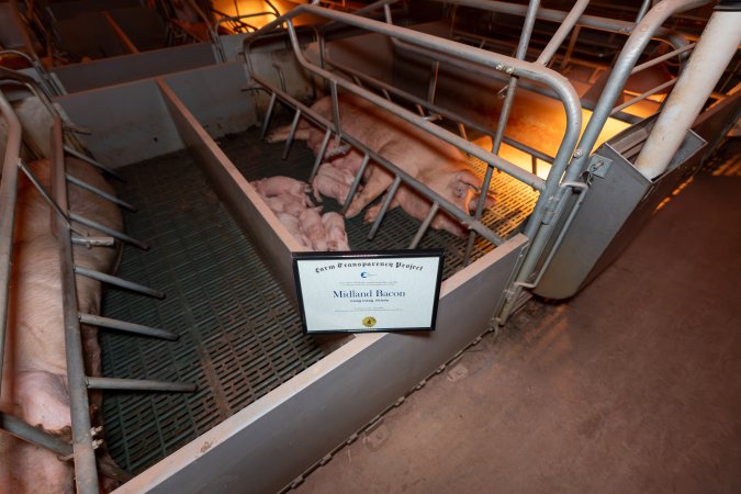 FTP Pig Industry Awards - 2025