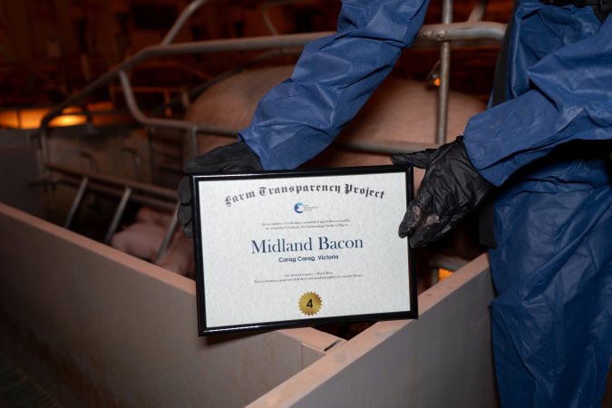 FTP Pig Industry Awards - 2025