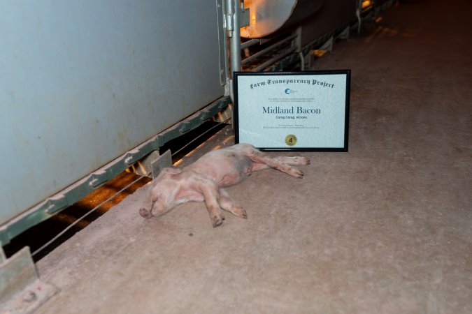 FTP Pig Industry Awards - 2025