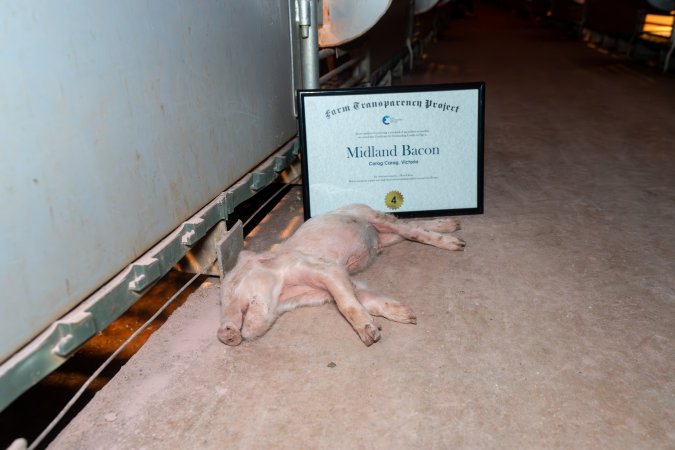 FTP Pig Industry Awards - 2025