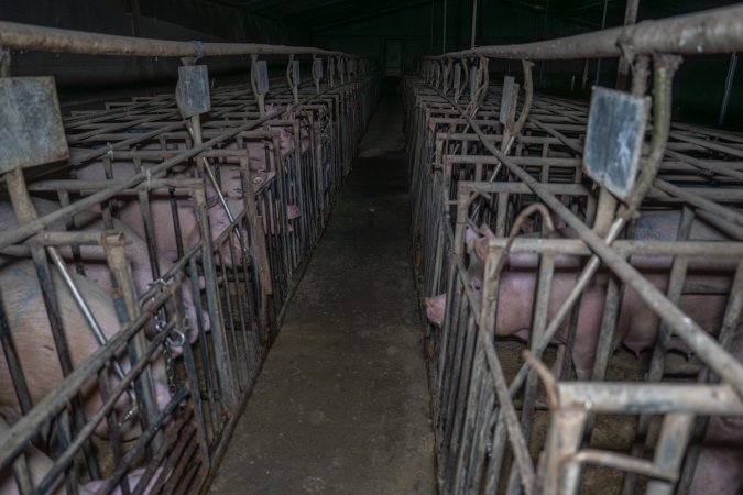 FTP Pig Industry Awards - 2025