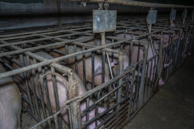 FTP Pig Industry Awards - 2025