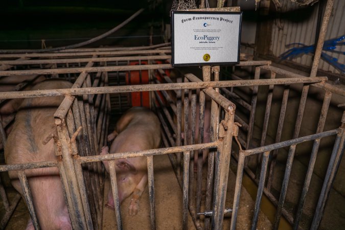 FTP Pig Industry Awards - 2025