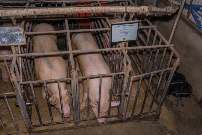 FTP Pig Industry Awards - 2025