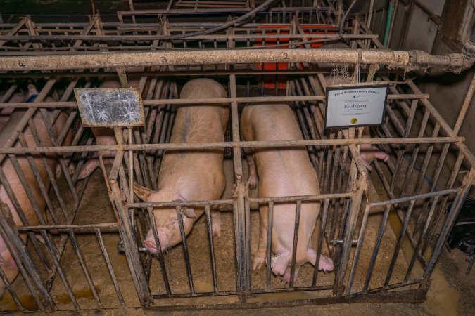 FTP Pig Industry Awards - 2025