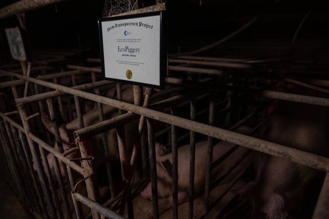 FTP Pig Industry Awards - 2025