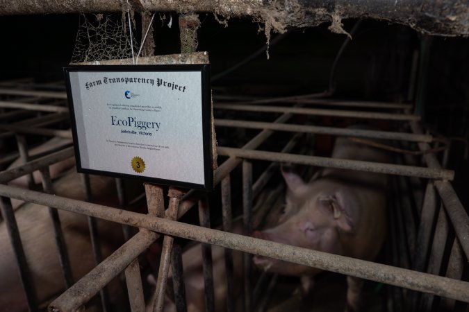 FTP Pig Industry Awards - 2025